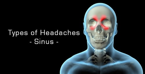 Human Head Anatomy with Paranasal Sinuses Highlighted 3D Animation