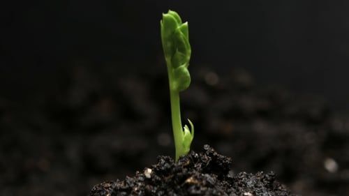 Germinating Pea Bean Seed Growing in Ground Agriculture Spring Summer