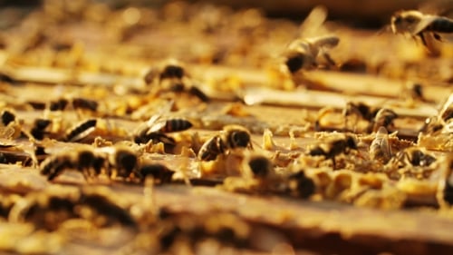 Bees on Honeycomb in a Beehive.