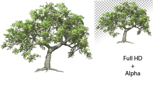 Realistic Tree Growth with Green Leaves Animation