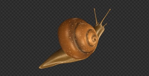 Snail - Moving Loop - Back View