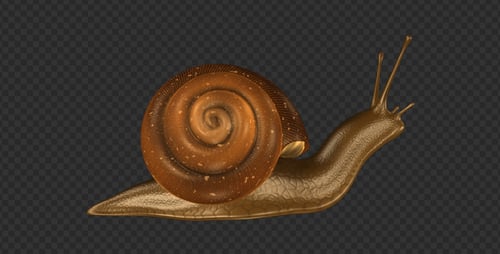 Snail - Moving Loop - Right View