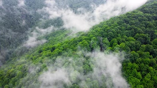 Coniferous Wet Dense Forest