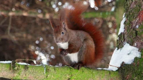 Red Squirrel on Tree Forest