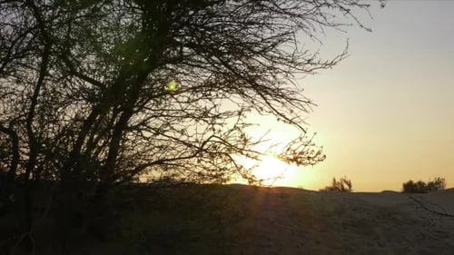 Hermoso amanecer en el fondo Sandy Hill y árbol en el paisaje de la mañana del desierto
