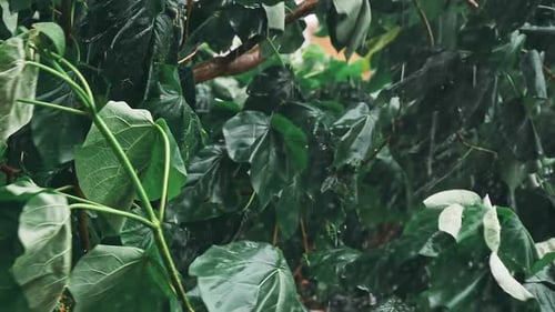 Heavy Rain of the Tropical Forest