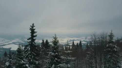 Aerial View of Winter Mountains Covered with Pine Trees. Mountains on Snowy Day, Beauty of Wildlife