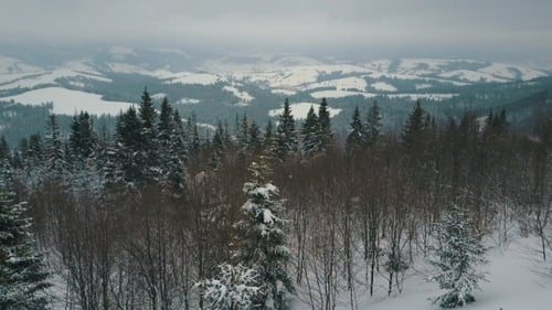 Luftaufnahme der mit Pinien bedeckten Winterberge. Berge am verschneiten Tag, Schönheit der Tierwelt.