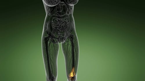 3D Transparent Human Body Scan with Highlighted Knee Joint