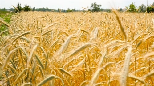 Beautiful Wheat in the Field. Swaying in the Wind