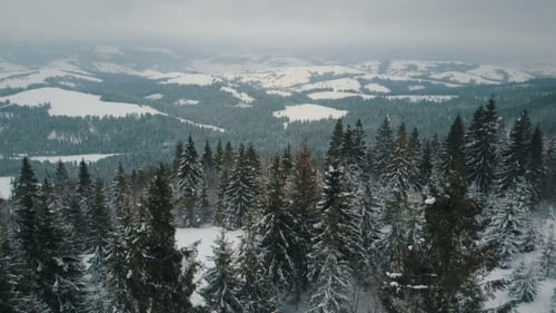 Flight Over Winter Mountains, Alpine Meadow - Hills Covered with Huge Pine Trees. Skiers Are