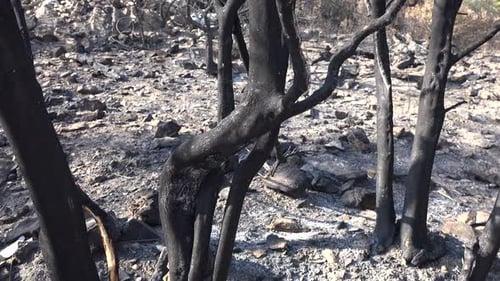Black Tree Trunk and Branch With Ash After a Forest Fire