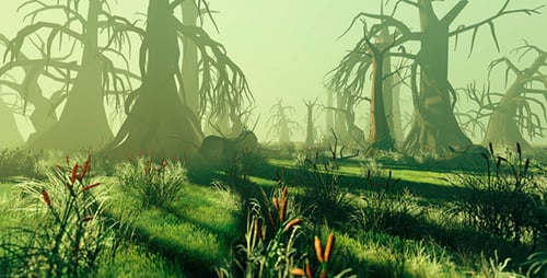 Old Fairy Forest