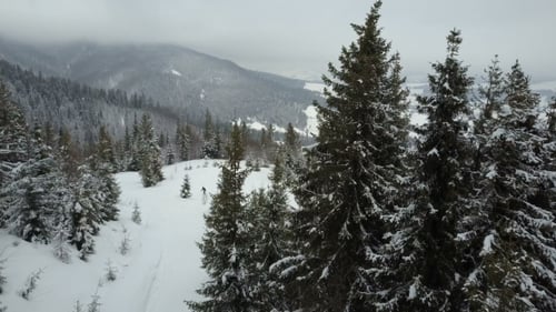 Snowboarder Descending Among Trees. Birds Eye View Above White Powder Snow - Winter