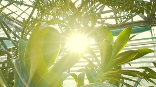 Exotic Tropical Flora and Green Vegetation Illuminated by Warm Sun Rays
