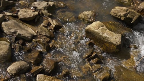 Fresh Creek Water in Forest