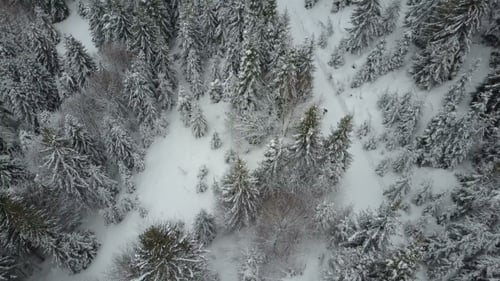 Snowy Forest Aerial with Winter Walker