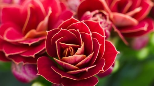 Blooming Red Kalanchoe Flower Close Up