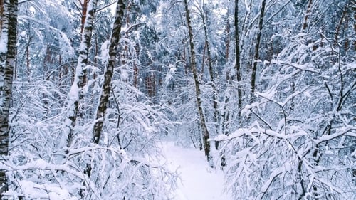 Snowy Branches in Forest. Winter Fairy Background