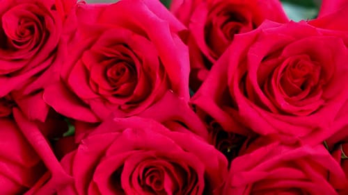 Motion Over Festive Pattern with Different Fresh Pink Rose Flowers at Bright Light Background Close