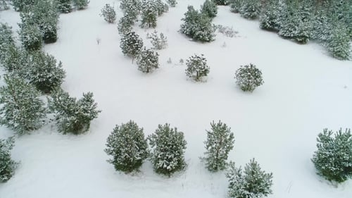 Aerial View of Winter Snowy Forest