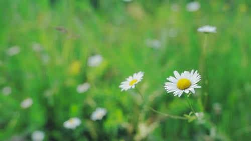 Daisies Bloom Gently in a Green Field