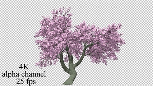 Animated Cherry Blossom Tree with Falling Petals