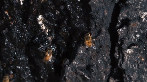 Honeybees Gather on a Dark Textured Surface