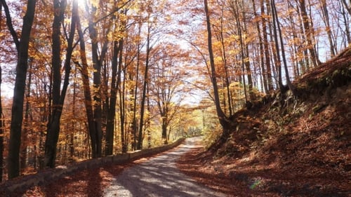 Camera Movement on the Road in Autumn Forest and Sun Shining Through the Foliage