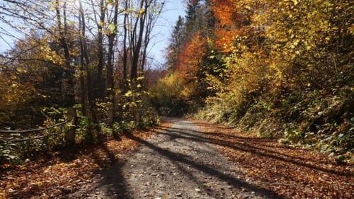 Camera Movement on the Road in Autumn Forest and Sun Shining Through the Foliage