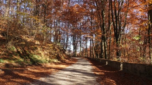 Camera Movement on the Road in Autumn Forest and Sun Shining Through the Foliage