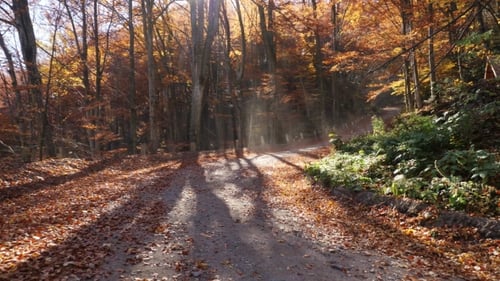 Camera Movement on the Road in Autumn Forest and Sun Shining Through the Foliage