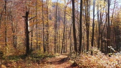 Camera Movement in Autumn Forest and the Sun Shining Through the Foliage