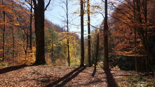 Camera Movement in Autumn Forest and the Sun Shining Through the Foliage