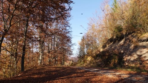 Camera Movement on the Forest Road with Falling Leaves and the Sun Shining.