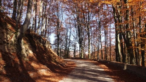 Camera Movement on the Road in Autumn Forest and Sun Shining Through the Foliage