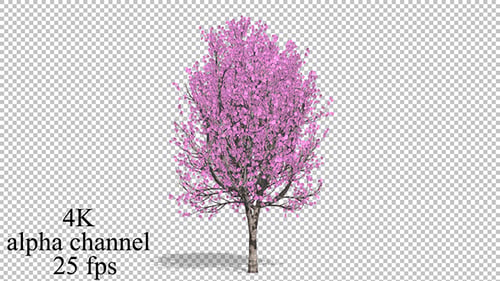 Blühender Baum