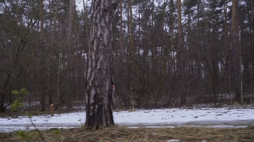 Young Beautiful Woman Runs in Winter Forest in