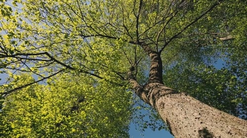 Canopée De Printemps De La Forêt De Feuillus De Grand Arbre, Nature D'été Au Jour Ensoleillé Branches Supérieures