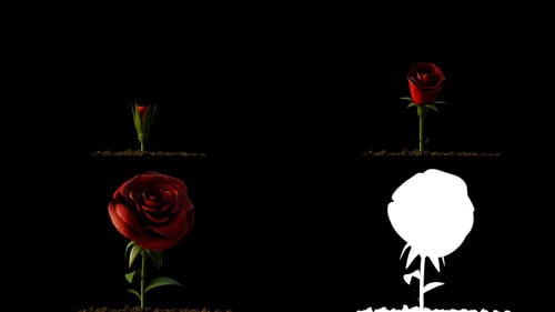 Rose Growing Timelapse