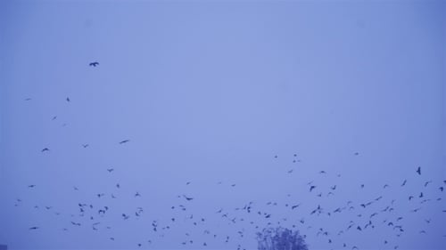 Birds Fly in the Sky