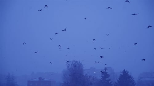 Flock of Blackbirds Flying Over a Snowy City