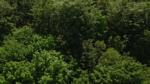 Aerial View Over Forest