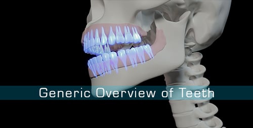 Animated 3D Human Jaw and Teeth Growth Medical Display