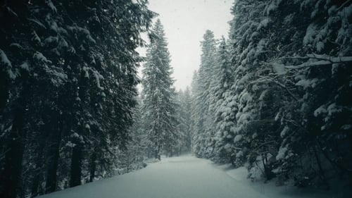 Winter Forest Road in Falling Snow