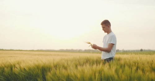 Farmer Inspects Wheat Field on a Sunny Day
