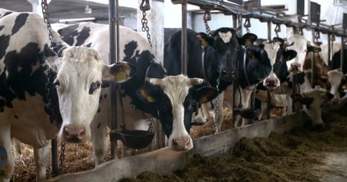 Cow Eating Hay in Farm Barn Agriculture