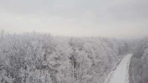 the Road To the Frosty Forest