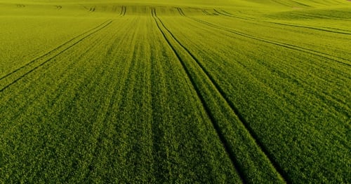 Stunning Aerial Shot Over Lush Green Fields and Meadows in the Countryside. GMO Free Wheat Field.
