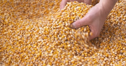 Frisch geerntete Maiskörner. Landwirtschaftlicher Hintergrund, Maisernte